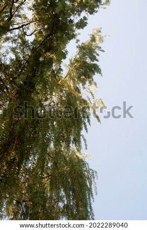 Bottom view of tall trees in forest. Blue sky in background.