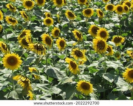 A sunflower field of Hyogo, Japan.