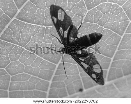 black and white photo of an moth