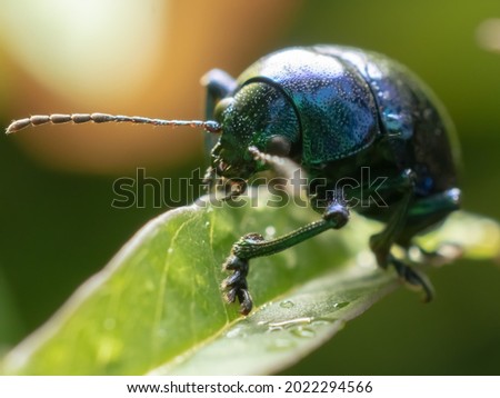 close-up photo of an beetle with a macro lens.