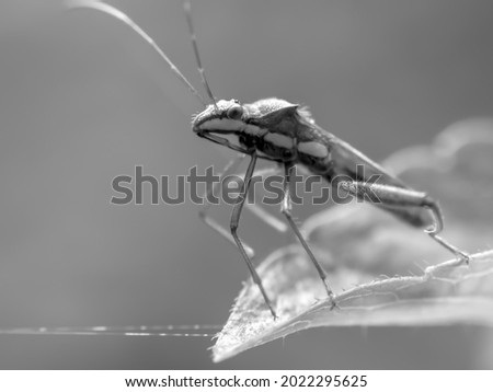 black and white photo of an insect with a macro lens.