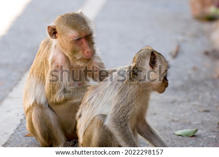 The mother monkey is looking for insects on the baby monkey's body.