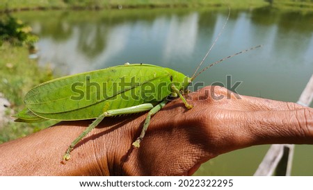 The Giant Malaysian Katydid (Arachnacris corporalis) is a species of carnivorous giant katydid native to Malaysia. It is one of the largest insects in the known world, they grow to an impressive 15 cm Royalty-Free Stock Photo #2022322295