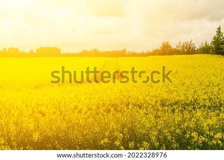 Rapeseed field texture background. Canola landscape, yellow oilseed blossoms, mustard flowers field, rape seed farm, colza natural pattern Royalty-Free Stock Photo #2022328976