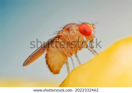Fruit fly or vinegar fly (Drosophila melanogaster) on banana fruit surface. Royalty-Free Stock Photo #2022332462