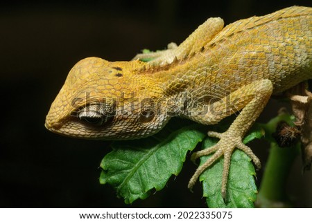A young lizard lying on the leaves to rest at night
