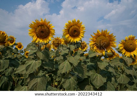 beautiful yellow sunflowers on the field close up at my home