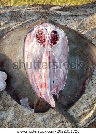  Close up Single Skate Fish  in the  Outdoor with Black Color 