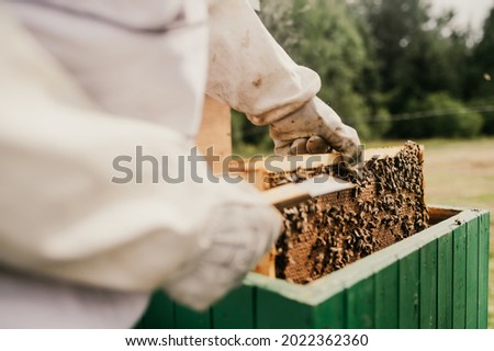 Macro photo of working bees on honeycombs. The beekeeper holds a honey cell with bees in his hands. Apiculture. Apiary
