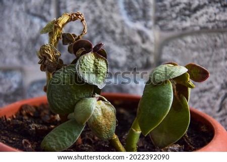 Fat woman (Crassula) money tree is an unpretentious plant, but sometimes it gets sick. Houseplants care concept, flower diseases, fertilizers and medicines advertising. Leaves wrinkle, dry up. Royalty-Free Stock Photo #2022392090