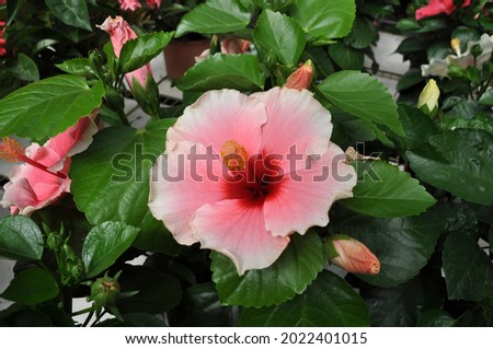 light pink hibiscus tropical flower 