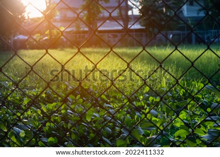 Focus to front group of dark green weeds growing behind the fence with blurry green field and homestead in sunrise or sunset background. Image for restricted area or COVID-19 lockdown zone concept. 