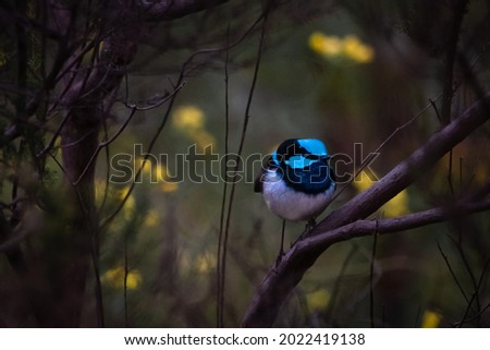 Male Superb Blue Fairy Wren