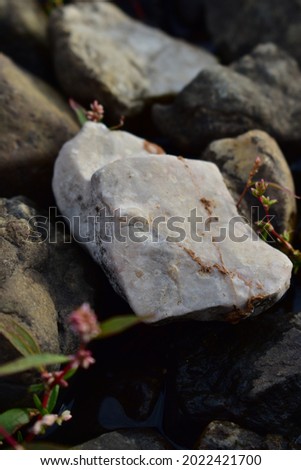 Nature. Plants through the stones.