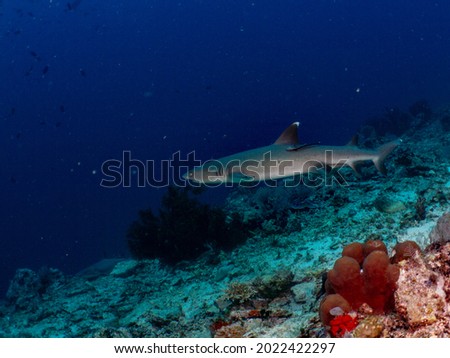 Whitetip shark swim in tropical reef. Sipadan, Malaysia.