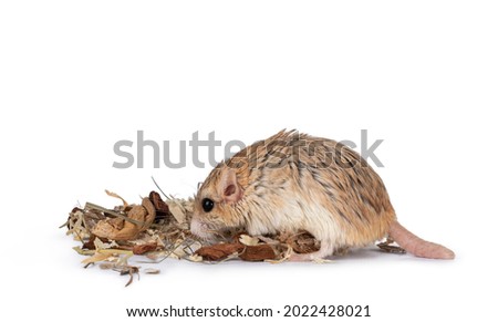 Cute fat tailed Gerbil standing side ways inbetween wood snipers. Looking for food. Isolated on a white background.