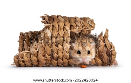Cute fat tailed Gerbil sitting in rotan tunnel, looking straight to camera with food in front of nose. Isolated on a white background.