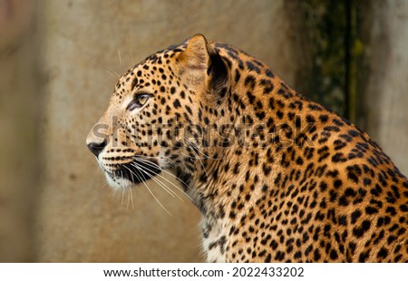 Sitting wild leopard looking forward Royalty-Free Stock Photo #2022433202