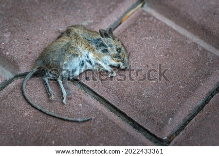 Close up view on dead mouse lying on ground.
