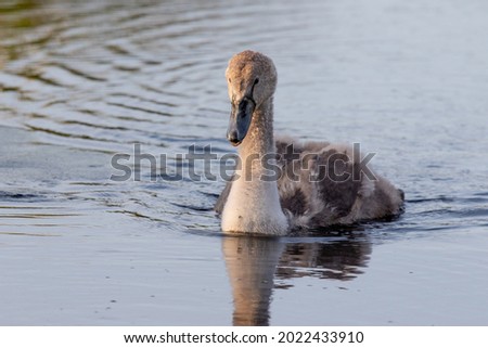 Baby swan is growing a become almost a white beautiful swan