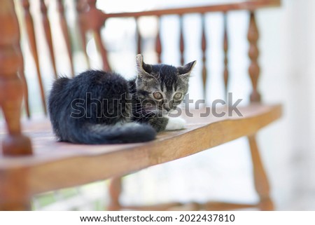 Furry black kitten on wooden country bench.American curl kitty sitting and relaxing.Cute young cat.Pedigreed kitty.Pet feline.Mammal with stripes grey and grey.Adorable animal.