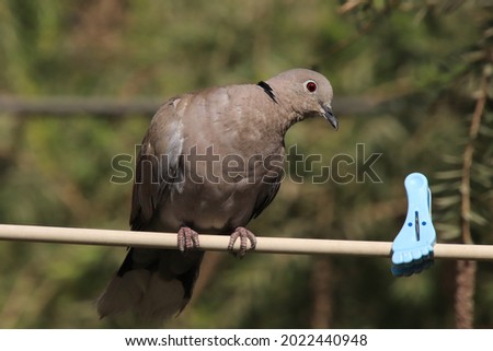 dove standing on electric wire