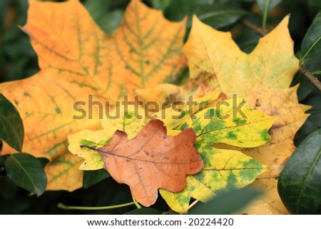 Close up of the leaves. October background.