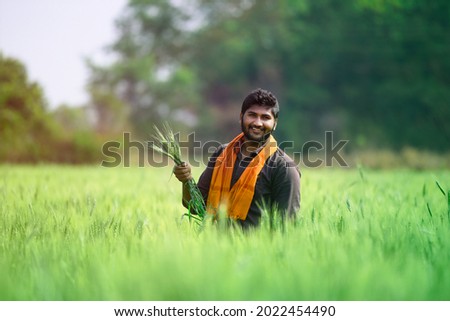 Indian farmer holding crop plant in his Wheat field Royalty-Free Stock Photo #2022454490
