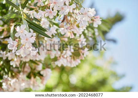 Beautiful delicate blooming tree with bokeh background. Seamless pattern. High quality photo
