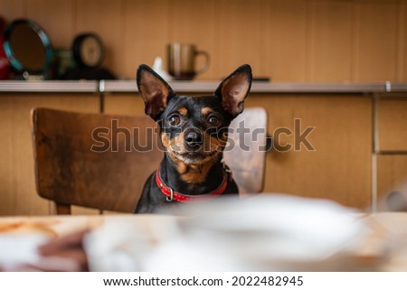 dog sitting at the table