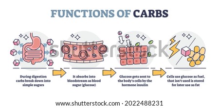 Functions of carbs and carbohydrates in digestive system outline diagram. Educational glucose production explanation with anatomical stages vector illustration. Body cells and hormone regulation. Royalty-Free Stock Photo #2022488231