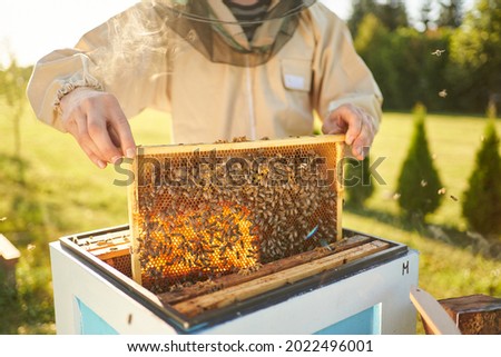 Beekeeper removing honeycomb from beehive. Person in beekeeper suit taking honey from hive. Farmer wearing bee suit working with honeycomb in apiary. Beekeeping in countryside. Organic farming Royalty-Free Stock Photo #2022496001