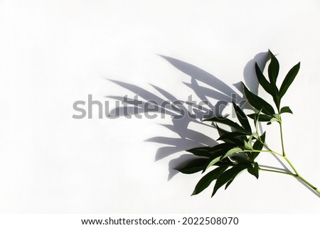 Beautiful branch of the plant on a white background with hard shadows. Copy space, flat lay
