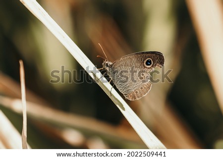 Butterfly is perched on a leaf of a wild plant on a blurry natural background.
