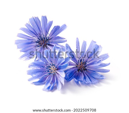 Chicory flowers on white background. Macro. Chicory isolated. Flowers of chicory for package design. Royalty-Free Stock Photo #2022509708