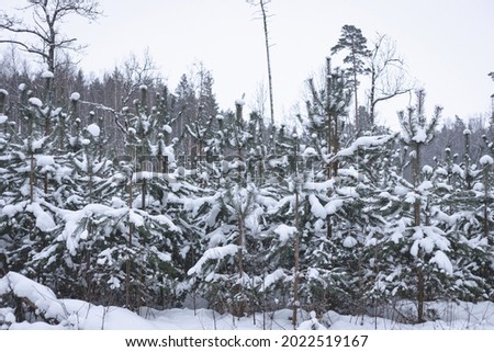 small pine trees in young forest in Latvia. January, february or december usual landscape on road side. Snow on branches of coniferous trees. Morning in northern woods
