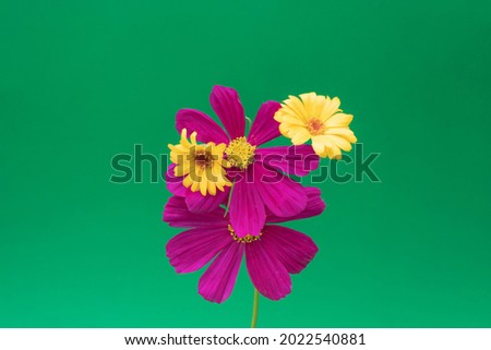 Yellow and pink flowers. Calendula. Marigold flower . Violet Pin