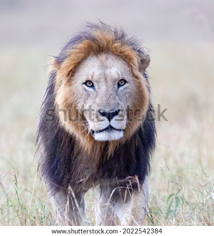 A male lion walking in the bush. Taken in Kenya