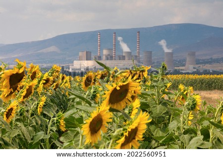Sunflower field and in the background a factory for the production of electricity in Kozani, northern Greece