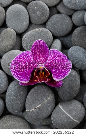 Beautiful orchid and gray stones background