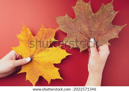 Maple autumn dry leaf in women's hands on a red background, close-up, copy space, top view. The symbol of Canada. The concept of choice. Bright background, splash screen or greeting card.