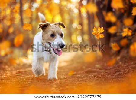 Happy pet dog puppy walking in the forest. Orange golden autumn fall concept.
