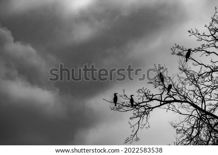 Silhouette of birds in a tree