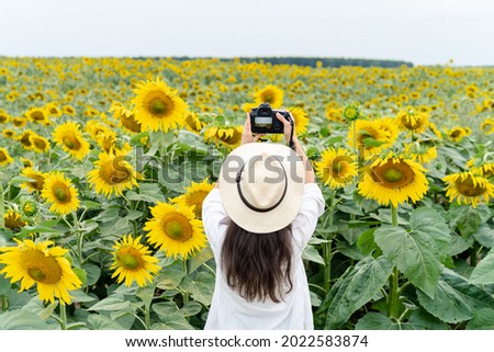 Traveller Photographer taking pictures of sunflower field