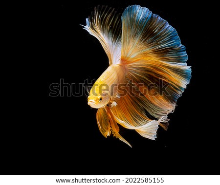 Close-up photo of Beautiful Color of Beta-fish 