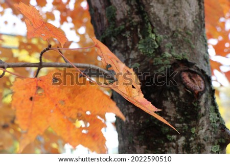 close up of fall golden yellow orange red leaves with rough and tumble natural leaves hanging on tree in fall with foliage New England fall day close up chilly autumn day colorful vivid beautiful day