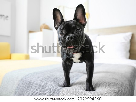 Cute funny dog on bed