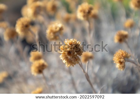 Wild Helichrysum arenarium dry yellow grass bush macro close-up in Greece. Dwarf everlast or immortelle, wild natural botany with selective focus