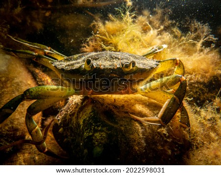 A close-up picture of a crab among seaweed. Picture from The Sound, between Sweden and Denmark