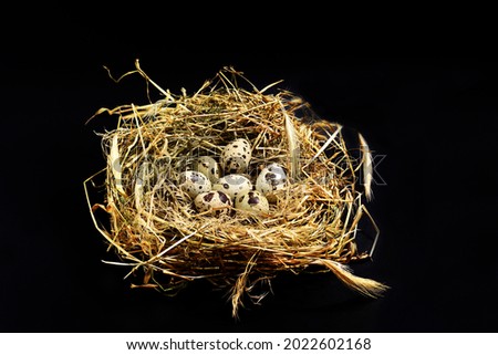 quail eggs in a nest made of hay on a black background